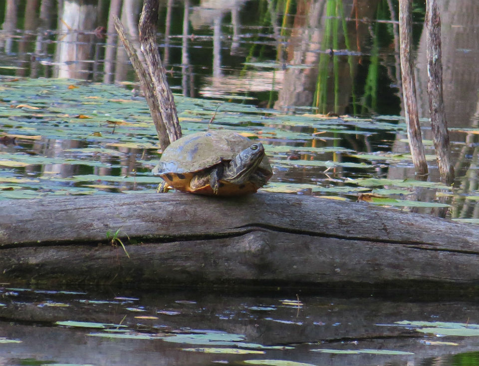 Redbelly Turtle